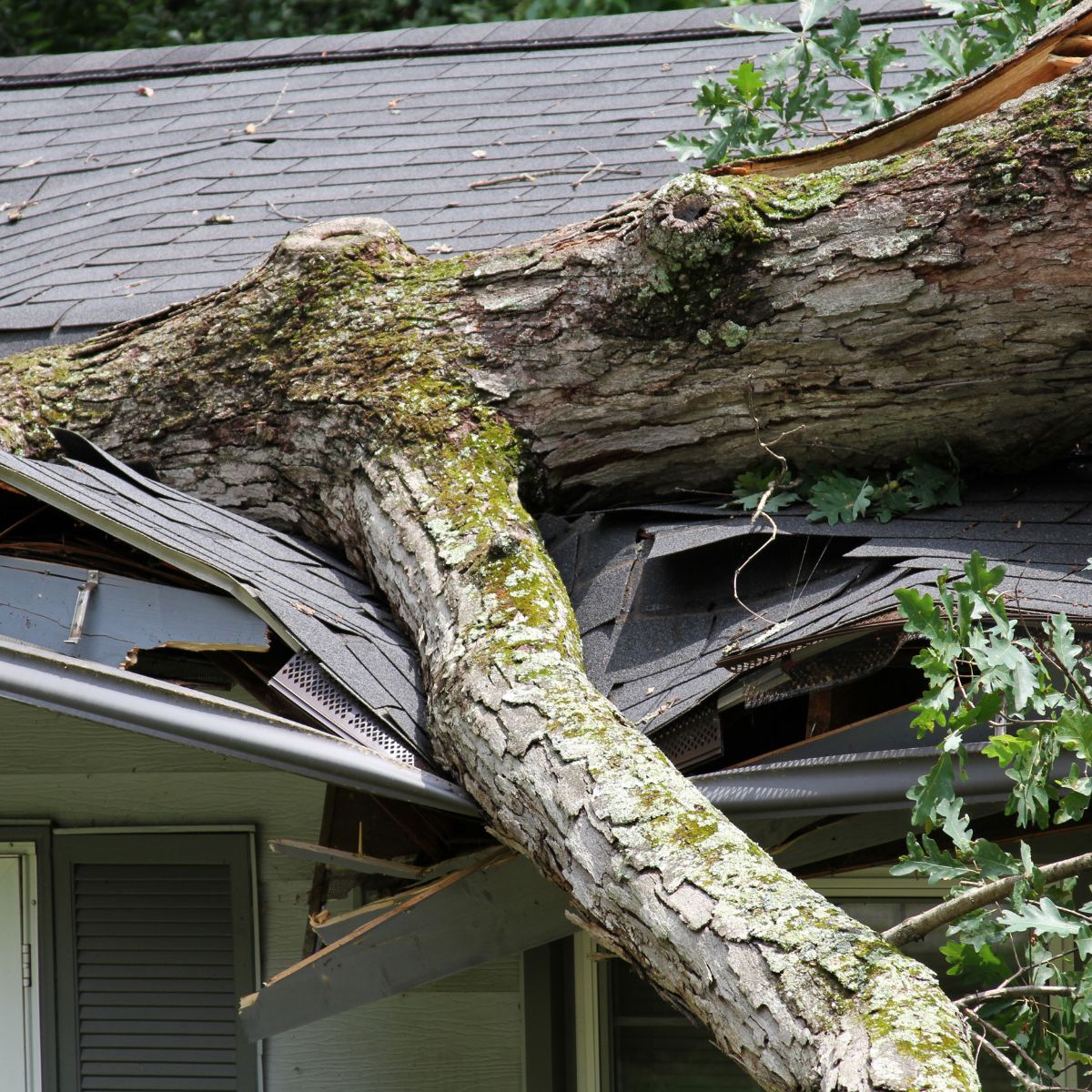 a roofing contractor spots storm damage to a client's roof after heavy monsoon winds. 